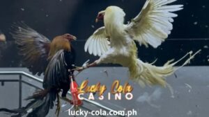 The 24 billion cockfight is not only an event but also a dramatic and attractive battle that leaves an impression on the hearts of fans.